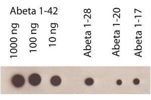 Dot Blot (DB) image for anti-Amyloid beta 1-42 (Abeta 1-42) antibody (ABIN334635) (Abeta 1-42 antibody)