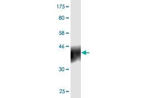 Western Blot detection against Immunogen (24. (PDCD1LG2 antibody  (AA 19-220))