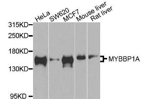 Western Blotting (WB) image for anti-Myb-Binding Protein 1A (MYBBP1A) (AA 1104-1328) antibody (ABIN1680938)