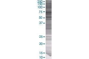 PLK1 transfected lysate. (PLK1 293T Cell Transient Overexpression Lysate(Denatured))