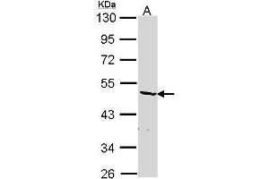Western blot analysis of 30 ug of whole cell lysate (A: Hep G2) using a 10 % SDS PAGE gel and hnRNP F antibody at a dilution of 1:1000 (HNRNPF antibody)