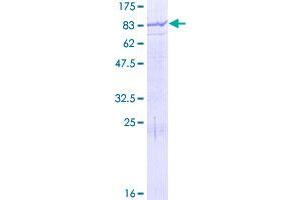 MGAT4B Protein (AA 1-563) (GST tag)