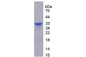 SDS-PAGE (SDS) image for Reelin (RELN) protein (ABIN3011441) (Reelin Protein (RELN))