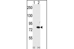 Western blot analysis of NUB1 (arrow) using NYREN18 Antibody (C-term) (ABIN389079 and ABIN2839277). (NUB1 antibody  (C-Term))