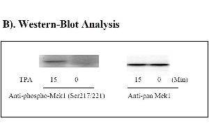 Image no. 2 for Mitogen-Activated Protein Kinase Kinase 1 (MAP2K1) ELISA Kit (ABIN1981724) (MEK1 ELISA Kit)