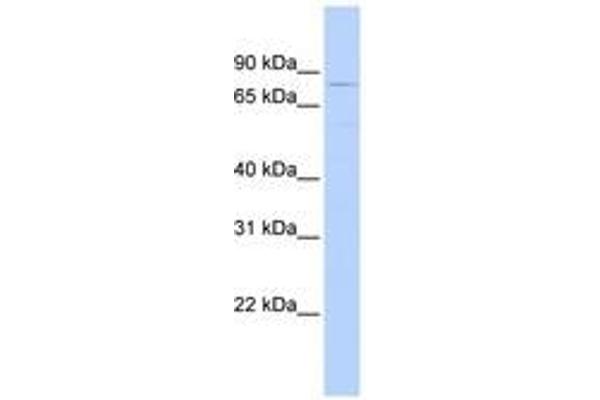 TRIM56 antibody  (C-Term)