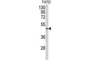 Western blot analysis of NCF1C Antibody (C-term) in T47D cell line lysates (35ug/lane). (NCF1C antibody  (C-Term))