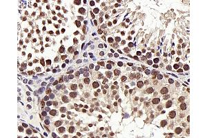 Immunohistochemistry analysis of paraffin-embedded mouse testis using HDAC1 Polyclonal Antibody at dilution of 1:300. (HDAC1 antibody)