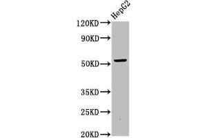 Western Blot Positive WB detected in: HepG2 whole cell lysate All lanes: OTUD5 antibody at 6.