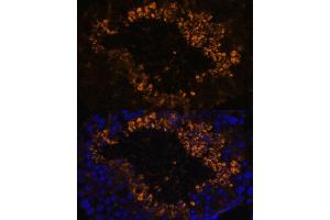 Immunofluorescence analysis of mouse testis using OXCT2 antibody (ABIN7265333) at dilution of 1:100. (OXCT2 antibody  (AA 430-510))