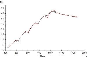 Human IL-17R alpha, His Tag immobilized on CM5 Chip can bind Human IL-17A, His Tag with an affinity constant of 1. (IL17RA Protein (AA 33-320) (His tag))