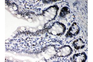 Anti- DAXX Picoband antibody,IHC(P) IHC(P): Rat Intestine Tissue (DAXX antibody  (AA 56-345))