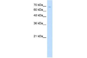 WB Suggested Anti-TCF25 Antibody Titration:  5. (TCF25 antibody  (N-Term))