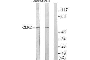 Western blot analysis of extracts from COLO205 cells and A549 cells, using CLK2 antibody. (CLK2 antibody  (N-Term))
