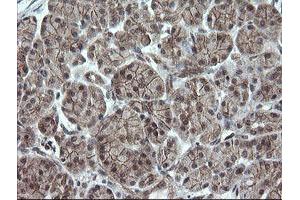 Image no. 1 for anti-OTU Domain, Ubiquitin Aldehyde Binding 1 (OTUB1) antibody (ABIN1499932) (OTUB1 antibody)