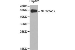 Western blot analysis of extracts of HepG2 cell line, using SLC22A12 antibody. (SLC22A12 antibody  (AA 30-150))