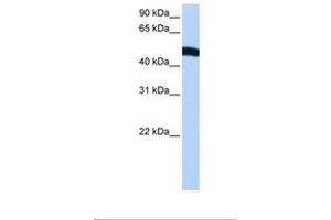 Image no. 1 for anti-Eukaryotic Translation Initiation Factor 2, Subunit 2 Beta, 38kDa (EIF2S2) (AA 31-80) antibody (ABIN6737933) (EIF2S2 antibody  (AA 31-80))