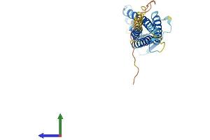 AlphaFold protein structure predicition of Human Recombinant CLDN2 Protein, UniprotID P57739