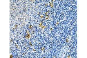 Immunohistochemistry of paraffin-embedded Rat spleen using GLRX Polyclonal Antibody at dilution of 1:200 (40x lens). (Glutaredoxin 1 antibody)