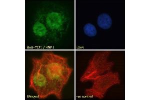 ABIN334504 Immunofluorescence analysis of paraformaldehyde fixed HepG2 cells, permeabilized with 0.
