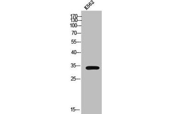 NK6 Homeobox 3 antibody  (Internal Region)