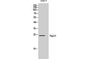 Western Blot analysis of COS-7 cells using Pmp24 Polyclonal Antibody. (PXMP4 antibody  (AA 10-90))
