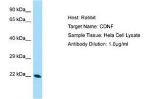 Image no. 1 for anti-Cerebral Dopamine Neurotrophic Factor (CDNF) (AA 52-101) antibody (ABIN6749997) (CDNF antibody  (AA 52-101))
