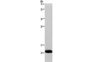 Western Blotting (WB) image for anti-Cytochrome C Oxidase Subunit VIb Polypeptide 1 (Ubiquitous) (COX6B1) antibody (ABIN2421043)