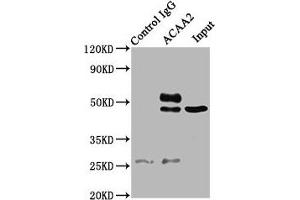 Western Blotting (WB) image for anti-Acetyl-CoA Acyltransferase 2 (ACAA2) (AA 188-257) antibody (ABIN7142316)