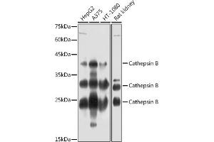 Western Blotting (WB) image for anti-Cathepsin B (CTSB) (AA 1-339) antibody (ABIN3021176)