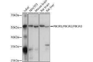 Western blot analysis of extracts of various cell lines, using PIK3R1/PIK3R2/PIK3R3 Rabbit pAb (ABIN7269374) at 1:500 dilution. (PIK3R1 + PIK3R2 + PIK3R3 antibody)