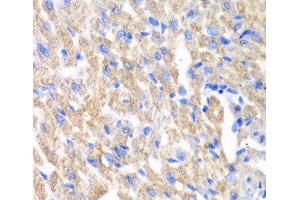 Immunohistochemistry of paraffin-embedded Mouse heart using CREB3 Polyclonal Antibody at dilution of 1:100 (40x lens). (CREB3 antibody)
