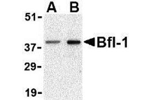 Western blot analysis of Bfl-1 in mouse kidney tissue lysate with AP30143PU-N Bfl-1 antibody at (A) 1 and (B) 2 μg/ml. (BCL2A1 antibody  (N-Term))