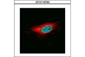Image no. 2 for anti-L(3)mbt-Like 1 (L3MBTL1) (AA 82-298) antibody (ABIN1499091) (L3MBTL1 antibody  (AA 82-298))
