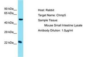 Image no. 1 for anti-Charged Multivesicular Body Protein 5 (CHMP5) (C-Term) antibody (ABIN6750519)