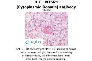 Image no. 1 for anti-Neurotensin Receptor 1 (High Affinity) (NTSR1) (3rd Cytoplasmic Domain) antibody (ABIN1737565)