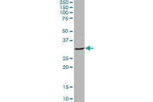 QPRT MaxPab polyclonal antibody. (QPRT antibody  (AA 1-297))
