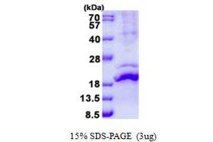 Image no. 1 for Relaxin 2 (RLN2) protein (His tag) (ABIN1098720)