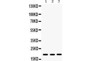 Western Blotting (WB) image for anti-gamma-Interferon-Induced Monokine (CXCL9) (AA 23-125) antibody (ABIN3042781) (CXCL9 antibody  (AA 23-125))