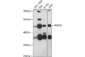 Western blot analysis of extracts of various cell lines, using P2RY8 antibody (ABIN7269753) at 1:1000 dilution. (P2RY8 antibody  (AA 298-359))