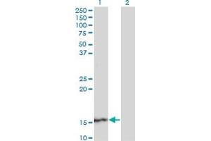 Western Blot analysis of SUPT4H1 expression in transfected 293T cell line by SUPT4H1 monoclonal antibody (M01), clone 3G4. (SUPT4H antibody  (AA 18-117))