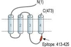 gamma-aminobutyric Acid (GABA) A Receptor, beta 3 (GABRB3) peptide