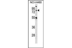 Western blot analysis of MST1 Antibody (C-term) in NCI-H460 cell line lysates (35ug/lane). (MST1 antibody  (C-Term))