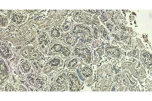 Immunohistochemistry (IHC) image for anti-Lactate Dehydrogenase C (LDHC) (AA 221-233) antibody (ABIN302133)