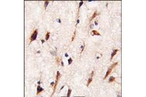Formalin-fixed and paraffin-embedded human brain tissue reacted with MOB4A antibody (C-term), which was peroxidase-conjugated to the secondary antibody, followed by DAB staining.