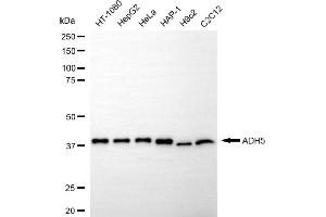 Western blotting analysis using ADH5 antibody (ABIN7797552).