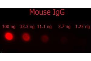 Dot Blot of F(ab')2 Donkey Anti-Mouse IgG Antibody Phycoerythrin conjugated Min X Bv Ch Gt GP Ham Hs Hu Rb Rt & Sh Serum Proteins. (Donkey anti-Mouse IgG (Heavy & Light Chain) Antibody (PE) - Preadsorbed)