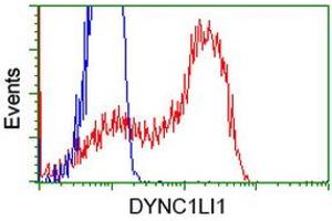HEK293T cells transfected with either RC222010 overexpress plasmid (Red) or empty vector control plasmid (Blue) were immunostained by anti-DYNC1LI1 antibody (ABIN2452971), and then analyzed by flow cytometry. (DYNC1LI1 antibody)