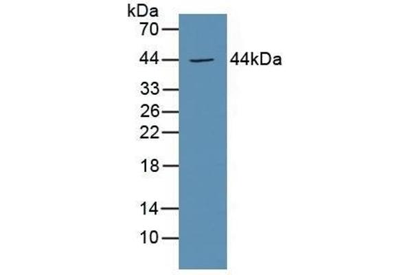 PTGER3 Antikörper  (AA 217-390)