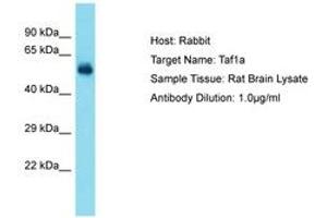 Image no. 1 for anti-TATA Box Binding Protein (TBP)-Associated Factor, RNA Polymerase I, A, 48kDa (TAF1A) (AA 51-100) antibody (ABIN6750276)